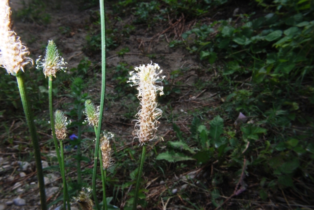 Plantago lanceolata